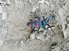 Ceroplesis capensis