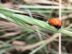 Coccinellidae