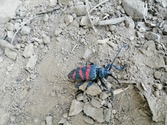 Ceroplesis capensis