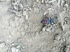Ceroplesis capensis