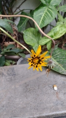 Asteraceae
