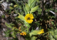 Diplacus clevelandii