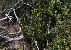 Diplacus clevelandii