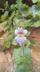 Nemesia deflexa
