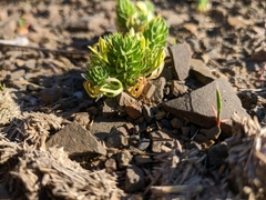 Ceratocephala falcata