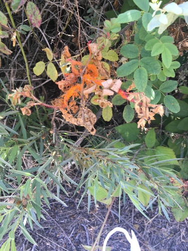 iNaturalist observation photo of rust fungi