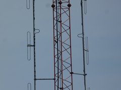 Psilopogon haemacephalus