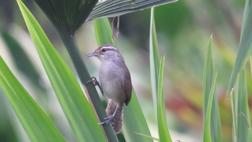 Canebrake Wren (Cantorchilus zeledoni), photo 10