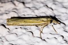 Fissicrambus profanellus