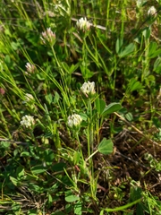 Trifolium leucanthum
