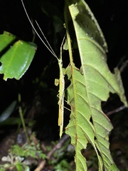Cesaphasma