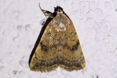 Micrathetis triplex
