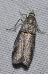 Acrobasis obliqua