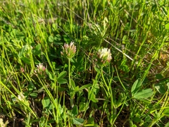 Trifolium leucanthum