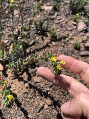 Camissoniopsis intermedia