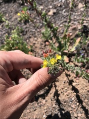 Camissoniopsis intermedia