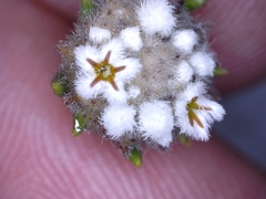 Phylica vulgaris