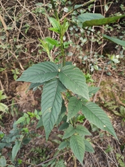 Rubus leucanthus