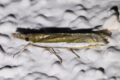 Crambus sperryellus