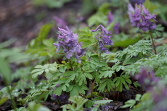 Corydalis solida