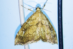 Scybalistodes periculosalis