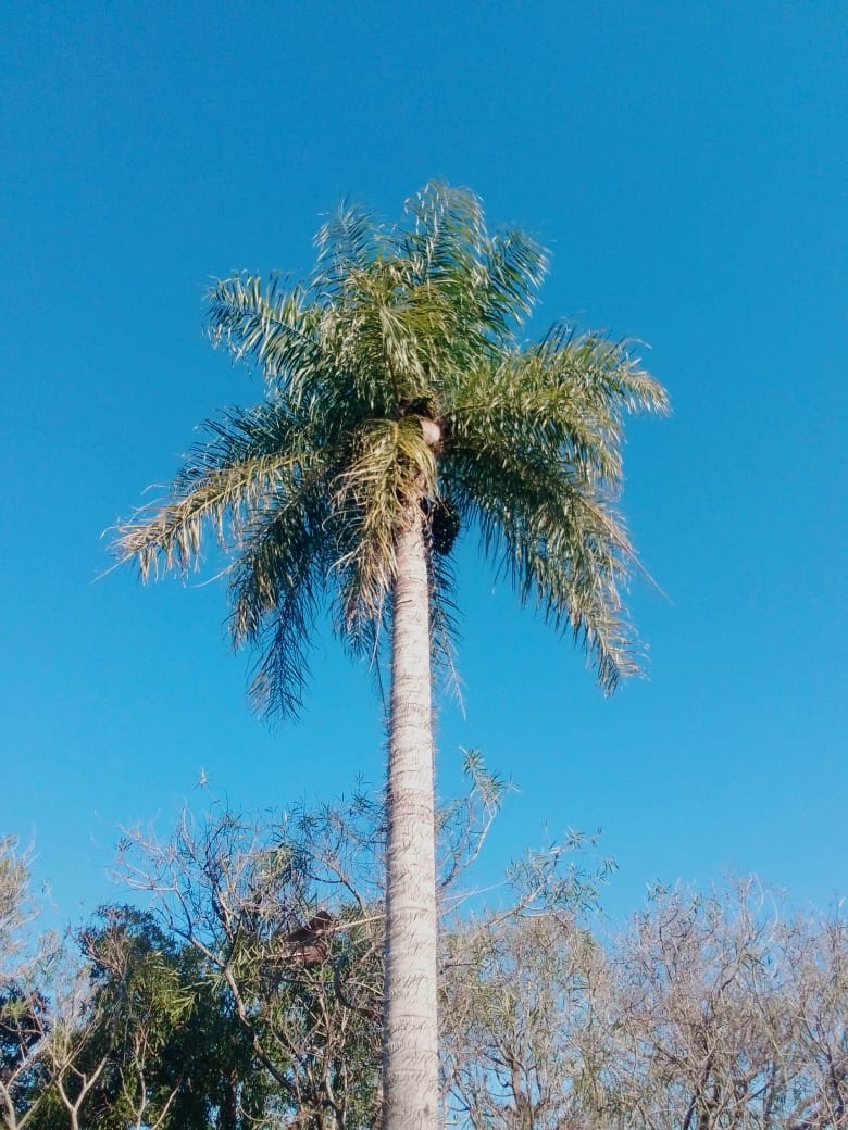 Acrocomia