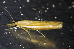 Fissicrambus profanellus