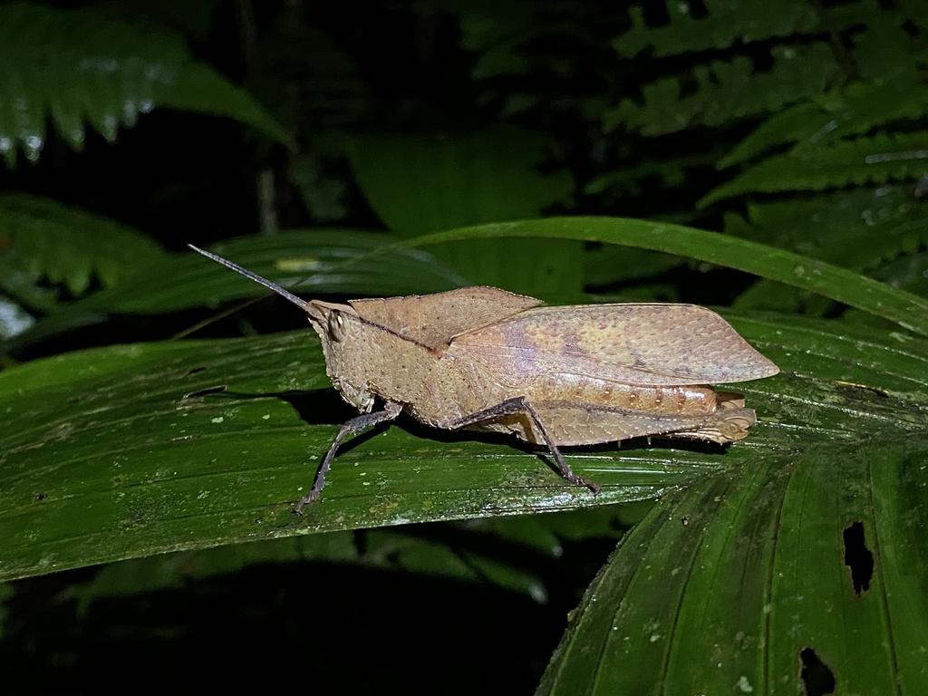 Colpolopha waehneri