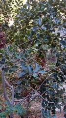 Euclea natalensis capensis