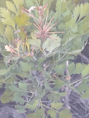 Notobubon galbanum