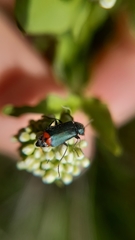 Haplomalachius flabellatus