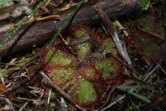 Drosera cuneifolia