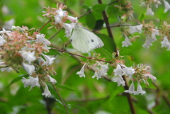 Pieris brassicae azorensis
