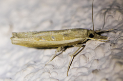 Fissicrambus intermedius