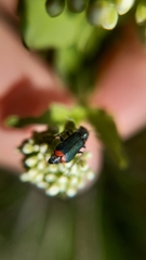 Haplomalachius flabellatus