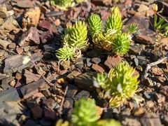 Ceratocephala falcata