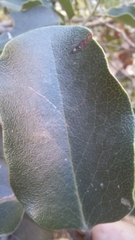 Euclea natalensis capensis