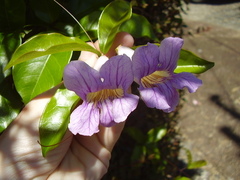Bignonia callistegioides