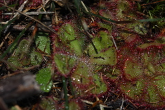 Drosera cuneifolia