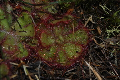 Drosera cuneifolia