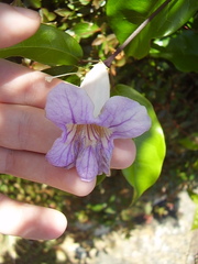 Bignonia callistegioides