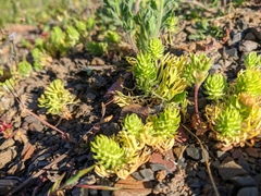 Ceratocephala falcata