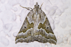 Plataea californiaria