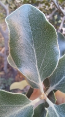 Euclea natalensis capensis