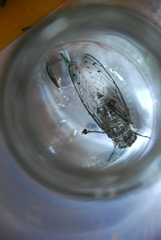Cicada