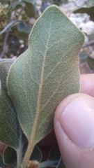 Euclea natalensis capensis