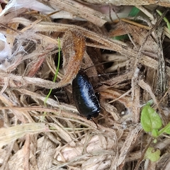 Loboptera canariensis