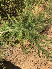 Aspalathus astroites