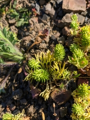 Ceratocephala falcata