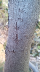 Euclea natalensis capensis